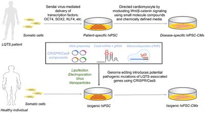 Deciphering Common Long QT Syndrome Using CRISPR/Cas9 in Human-Induced Pluripotent Stem Cell-Derived Cardiomyocytes